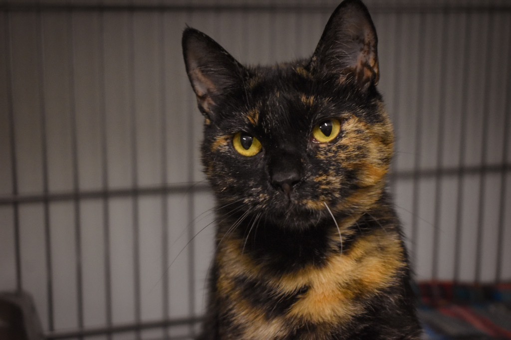 Martha, an adoptable Domestic Medium Hair in Rock Springs, WY, 82901 | Photo Image 1