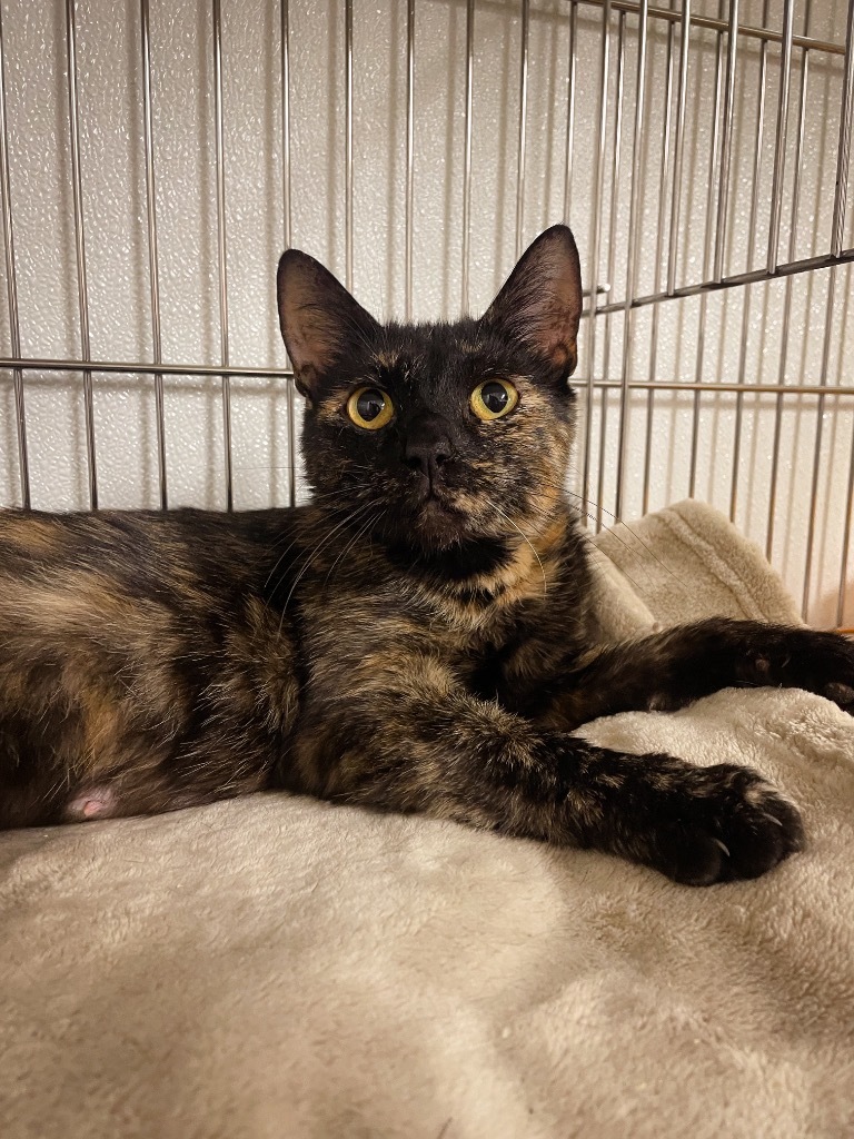 Martha, an adoptable Domestic Medium Hair in Rock Springs, WY, 82901 | Photo Image 3