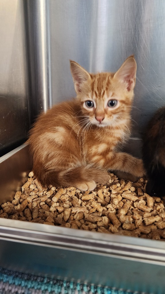 Pumpkin, an adoptable Domestic Short Hair in Brownwood, TX, 76801 | Photo Image 1