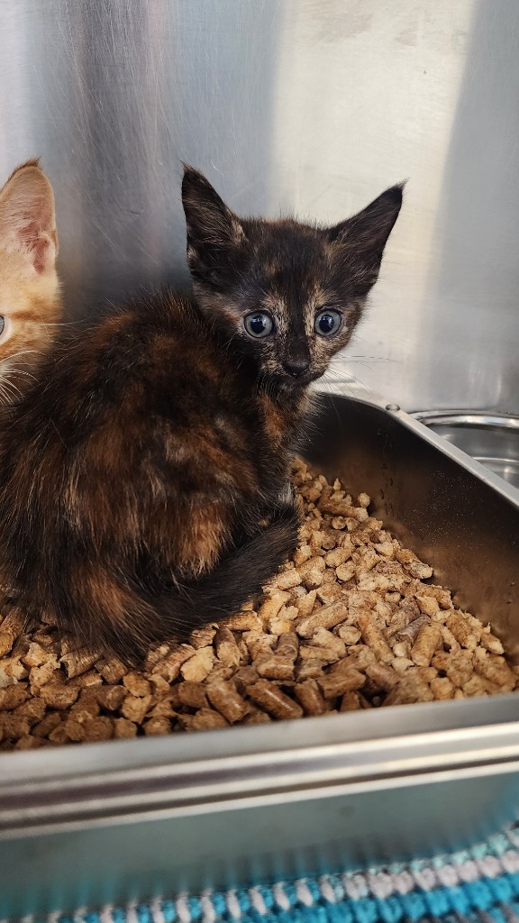 Mochi, an adoptable Domestic Short Hair in Brownwood, TX, 76801 | Photo Image 1