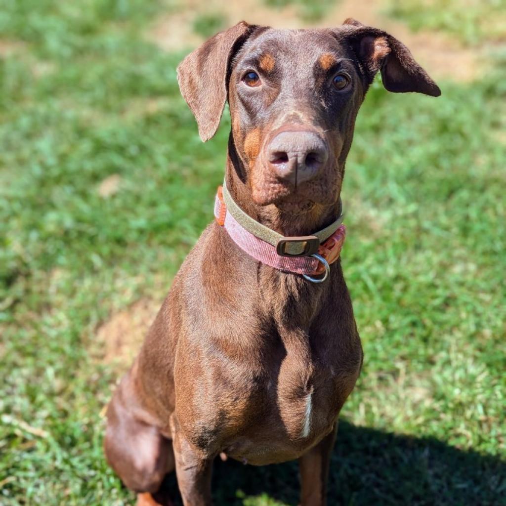 7825 Bala Rouge, an adoptable Doberman Pinscher in Sandown, NH, 03873 | Photo Image 1