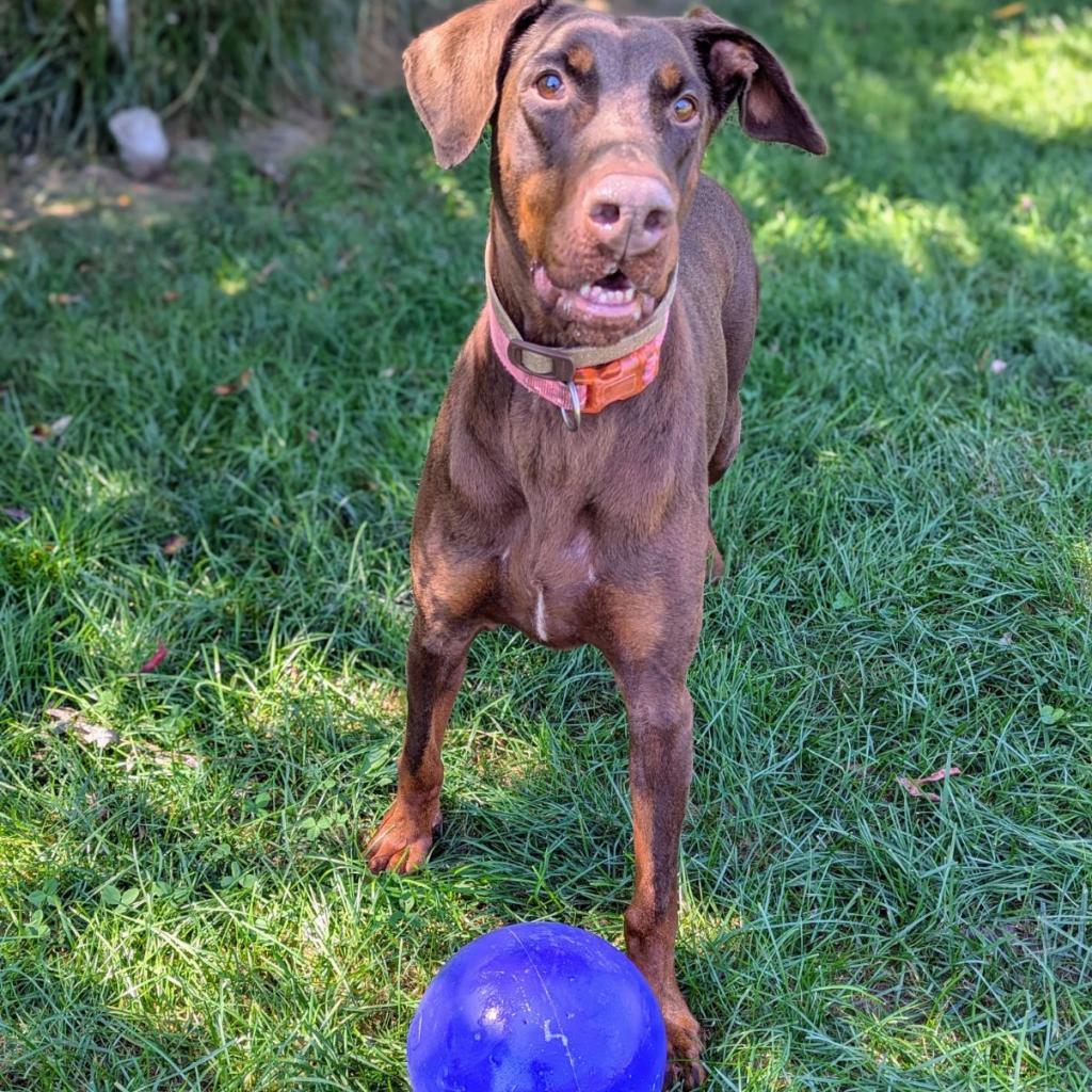 7825 Bala Rouge, an adoptable Doberman Pinscher in Sandown, NH, 03873 | Photo Image 2