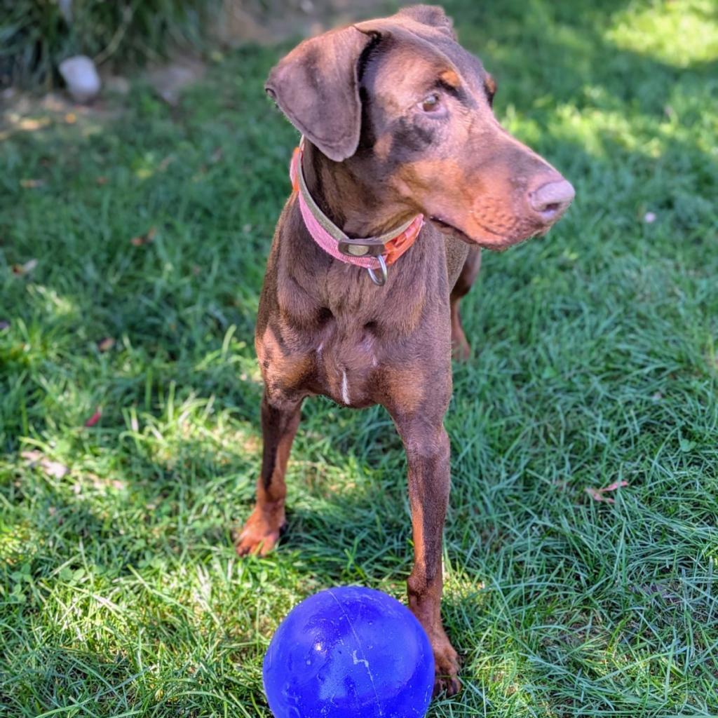 7825 Bala Rouge, an adoptable Doberman Pinscher in Sandown, NH, 03873 | Photo Image 3