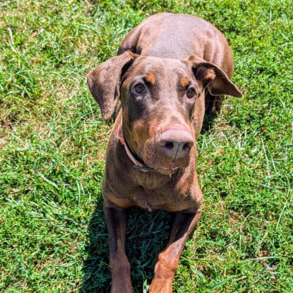 7825 Bala Rouge, an adoptable Doberman Pinscher in Sandown, NH, 03873 | Photo Image 4