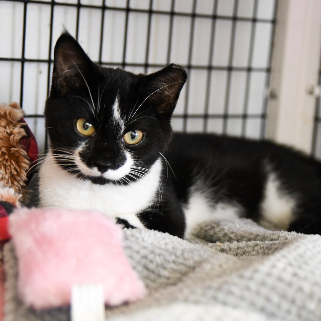 Cat for adoption Charlie, a Domestic Short Hair Mix in Ewing, NJ