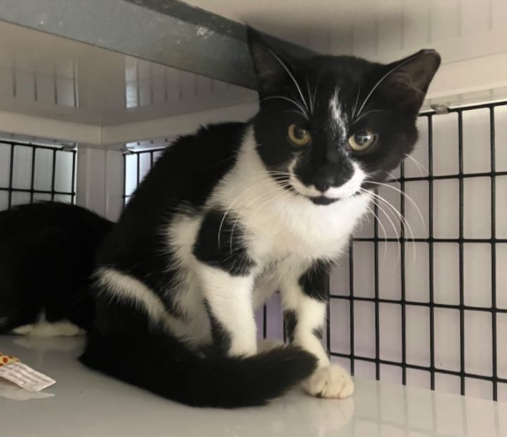 Cat for adoption Charlie, a Domestic Short Hair Mix in Ewing, NJ