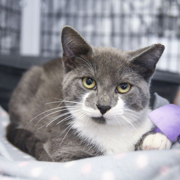 Cat for adoption Foxtrot, a Domestic Short Hair Mix in Ewing, NJ