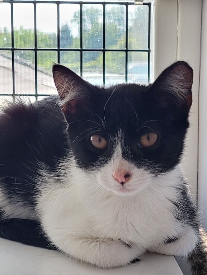 Cat for adoption Harlequin, a Domestic Short Hair Mix in Ewing, NJ