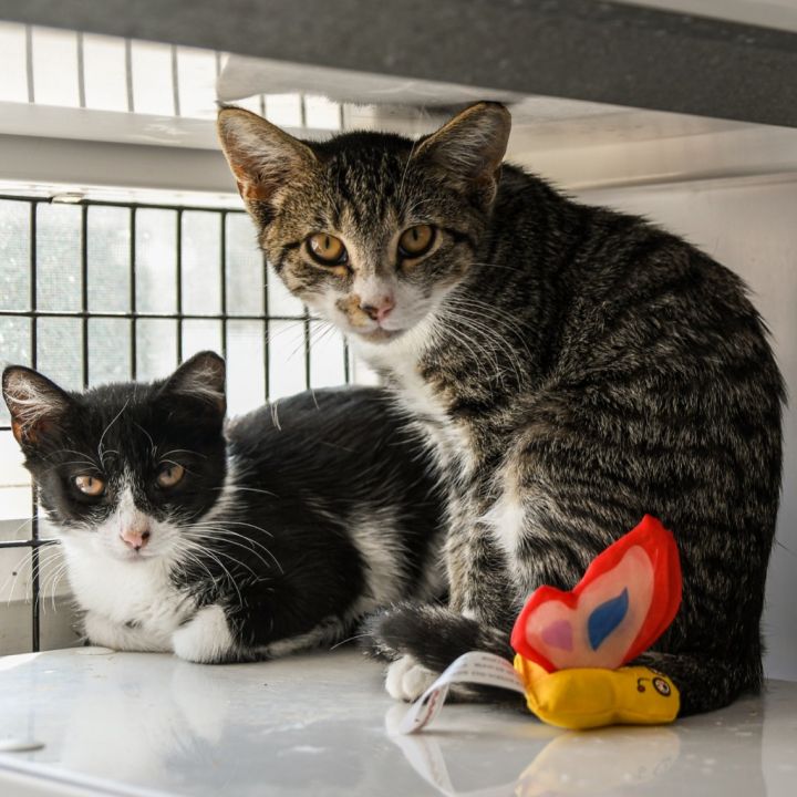 Cat for adoption Harlequin, a Domestic Short Hair Mix in Ewing, NJ