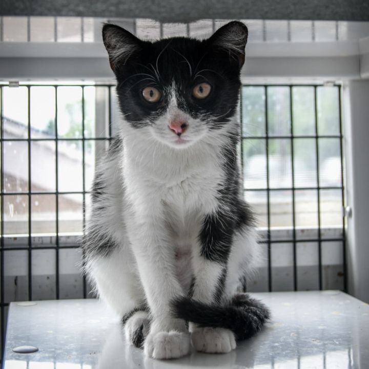 Cat for adoption Harlequin, a Domestic Short Hair Mix in Ewing, NJ