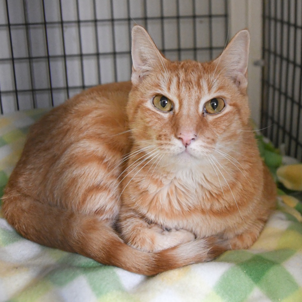 Cat for adoption Nutmeg, a Domestic Short Hair Mix in Ewing, NJ