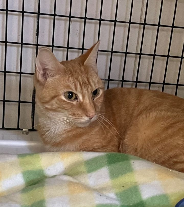 Cat for adoption Nutmeg, a Domestic Short Hair Mix in Ewing, NJ