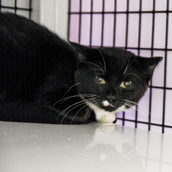 Cat for adoption Echo, a Domestic Short Hair Mix in Ewing, NJ Petfinder