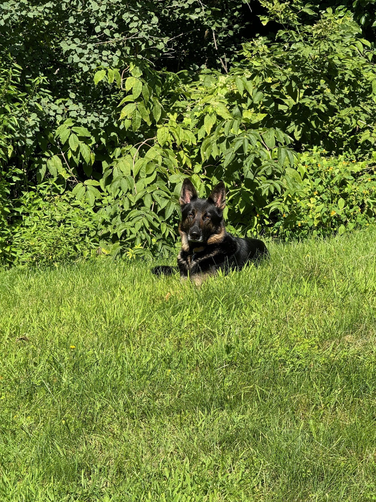 Rosa, an adoptable German Shepherd Dog in Hugo, MN, 55038 | Photo Image 2