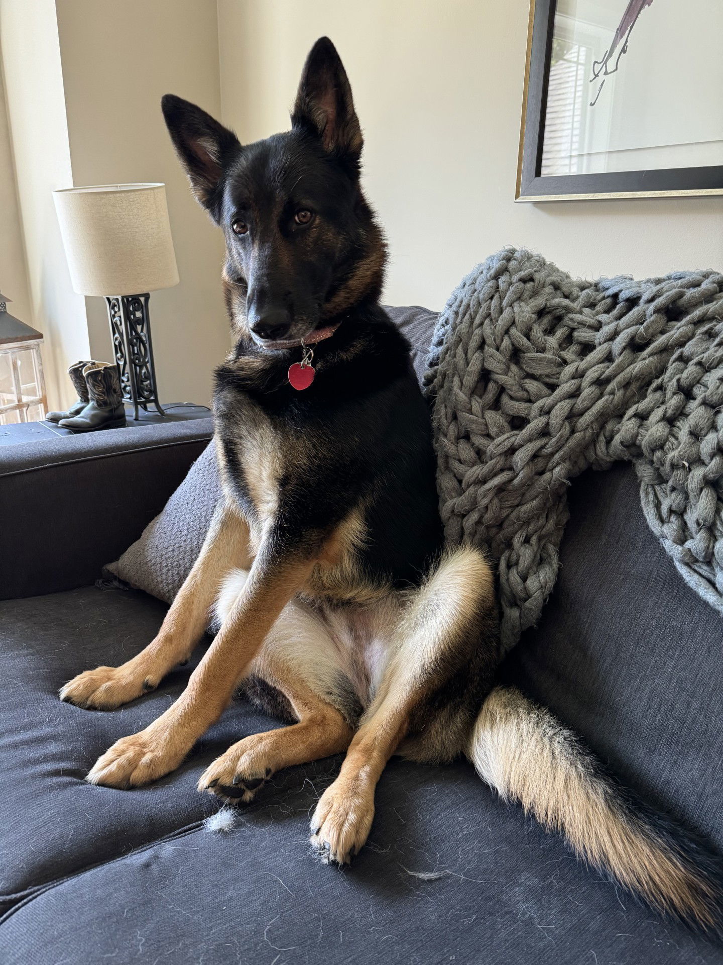 Rosa, an adoptable German Shepherd Dog in Hugo, MN, 55038 | Photo Image 3