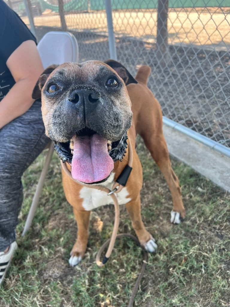Ronald Wigglebutt, an adoptable Boxer in Reno, NV, 89704 | Photo Image 1