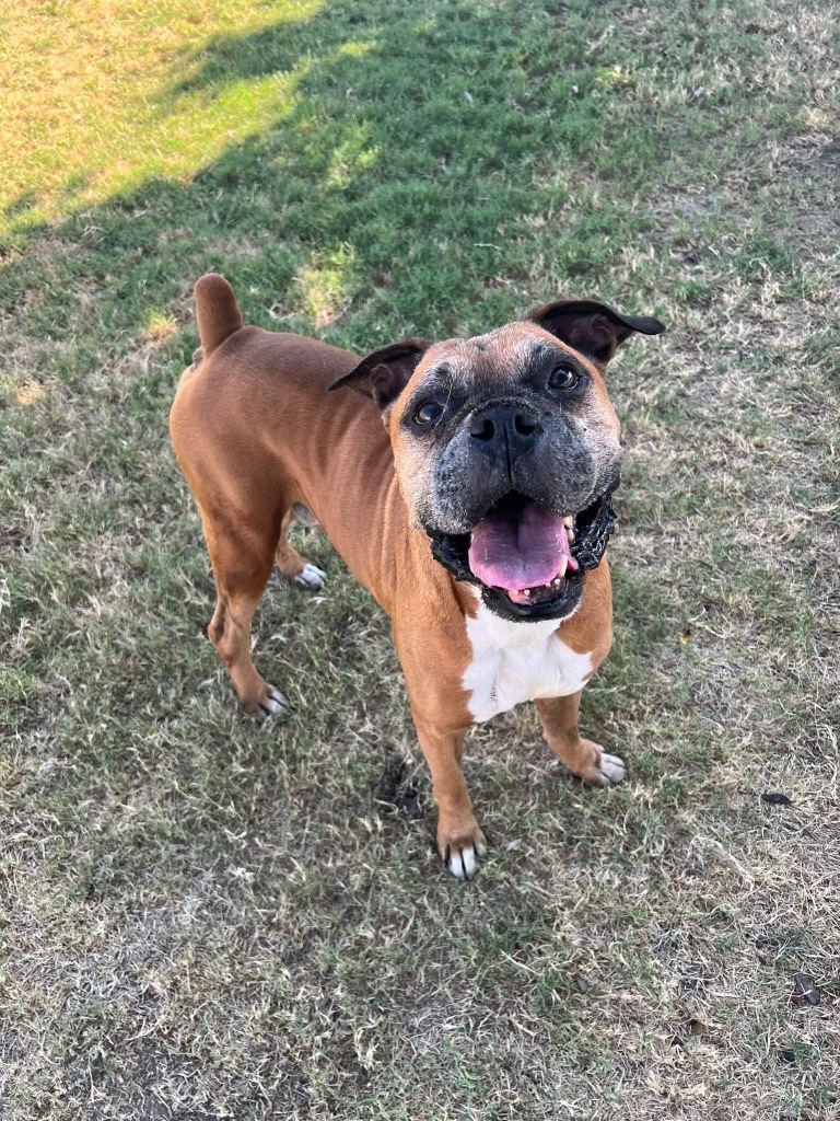 Ronald Wigglebutt, an adoptable Boxer in Reno, NV, 89704 | Photo Image 2