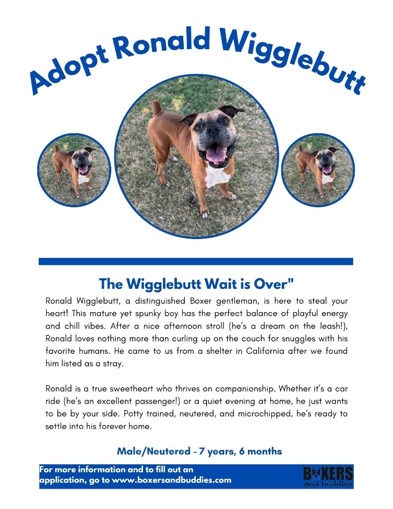 Ronald Wigglebutt, an adoptable Boxer in Reno, NV, 89704 | Photo Image 3