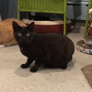 Sabrina, Senior Female Domestic Short Hair