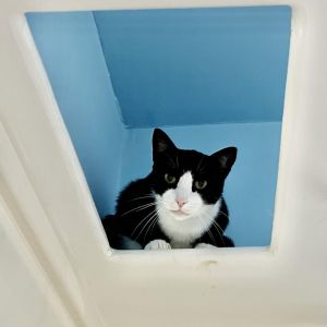 Baby, Senior Female Domestic Short Hair