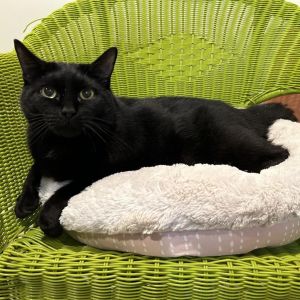 Elsa, Senior Female Domestic Short Hair