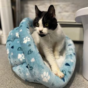 Jagger, Senior Female Domestic Short Hair