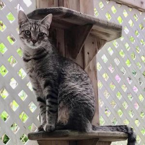Buttercup, Senior Female Domestic Short Hair