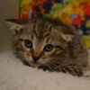 Buttercup photo 2