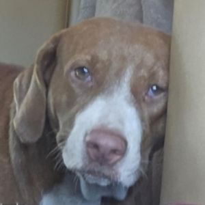 Scrappy Mixed Breed Dog