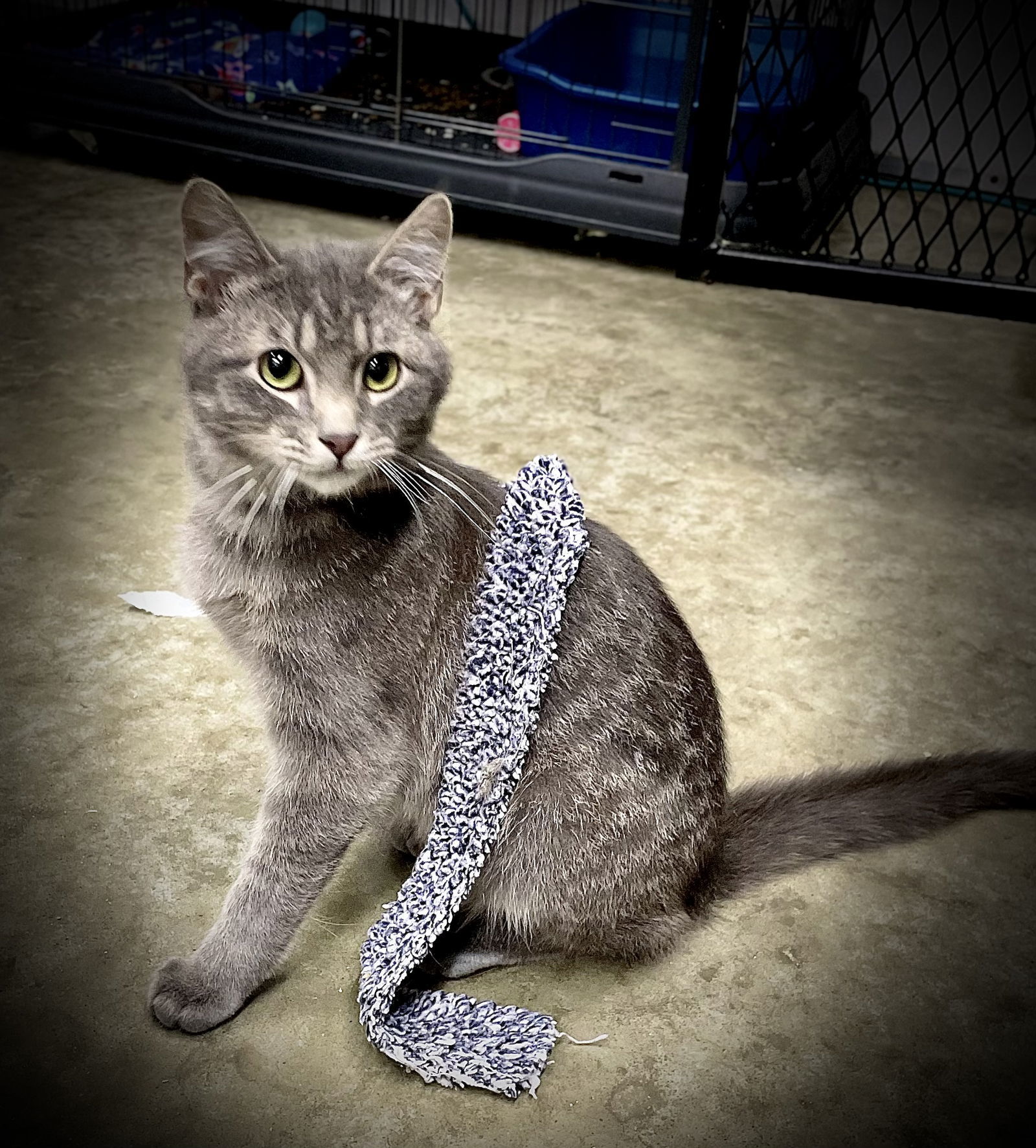 Louis Vittion, an adoptable Domestic Short Hair in Estherville, IA, 51334 | Photo Image 1