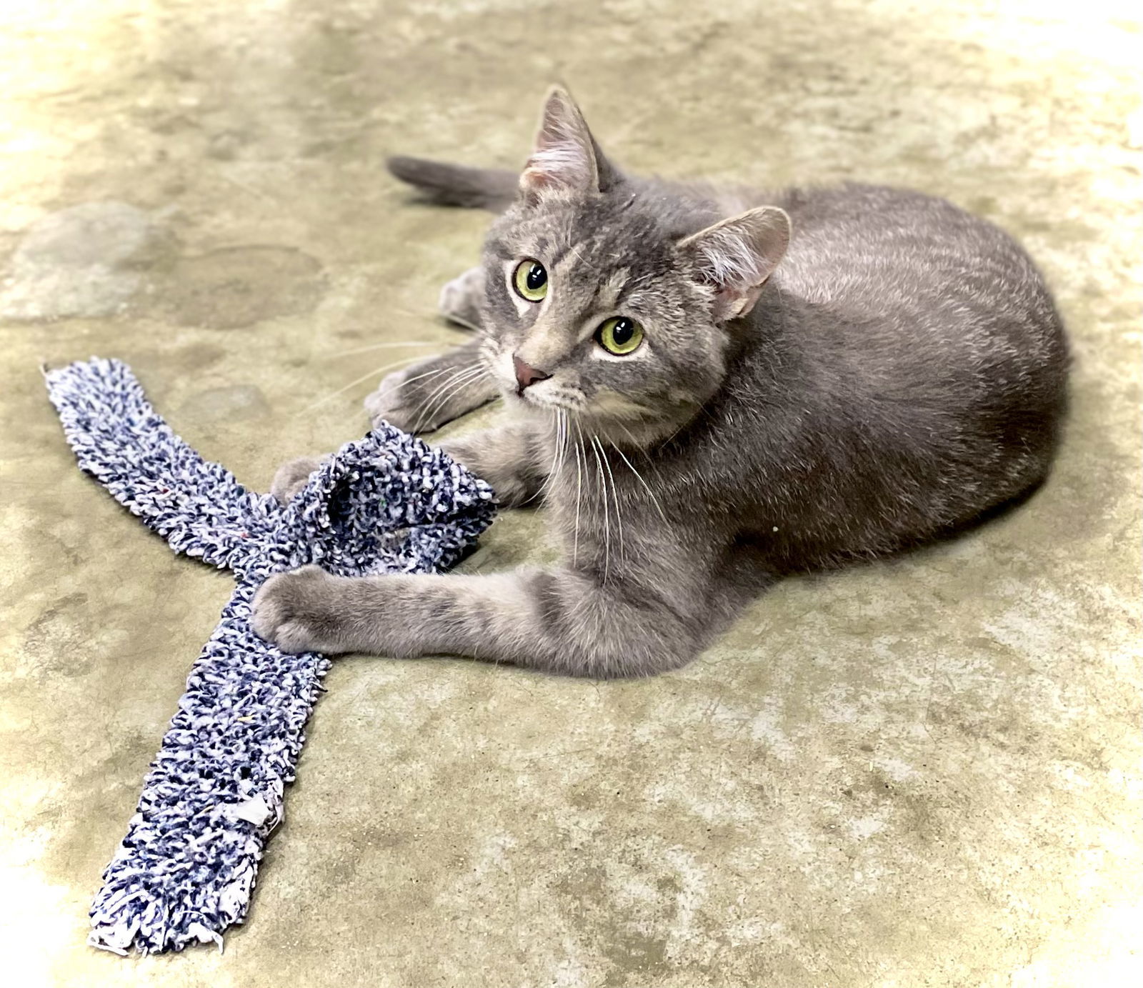 Louis Vittion, an adoptable Domestic Short Hair in Estherville, IA, 51334 | Photo Image 2