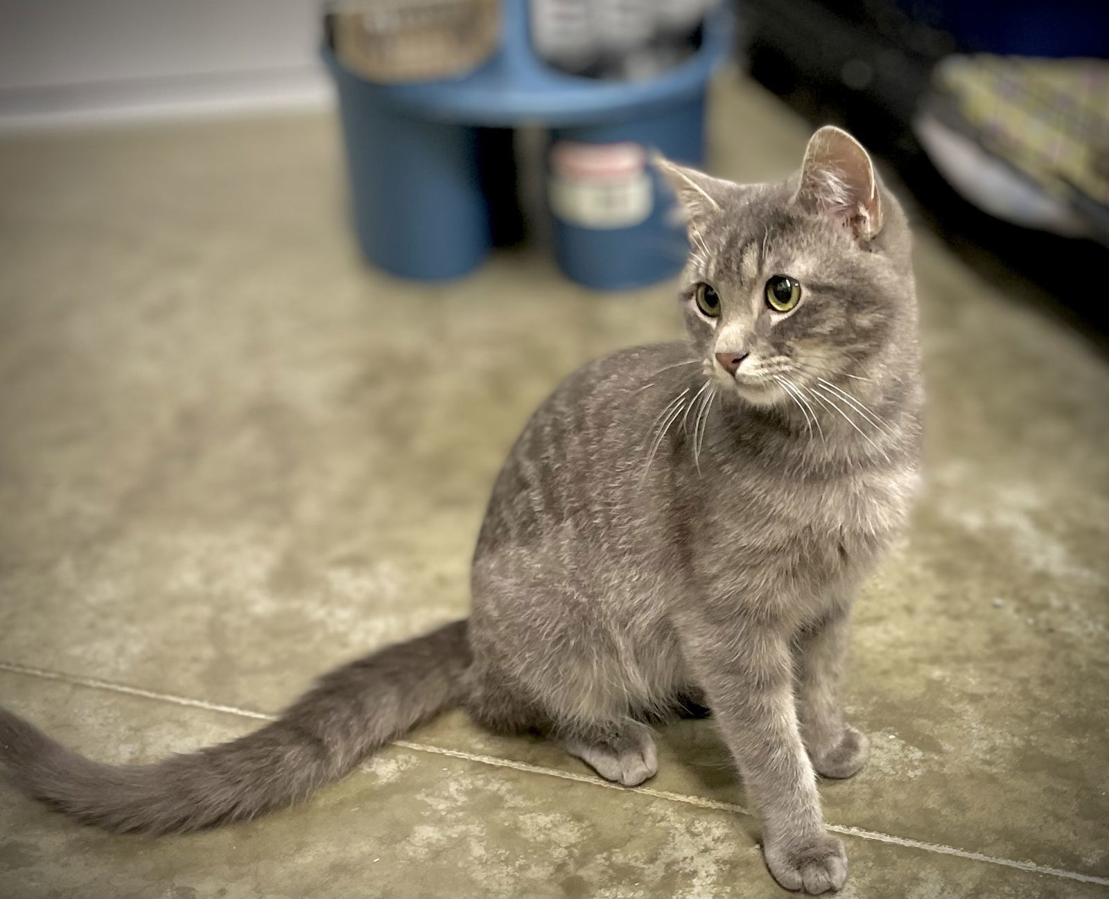 Louis Vittion, an adoptable Domestic Short Hair in Estherville, IA, 51334 | Photo Image 3