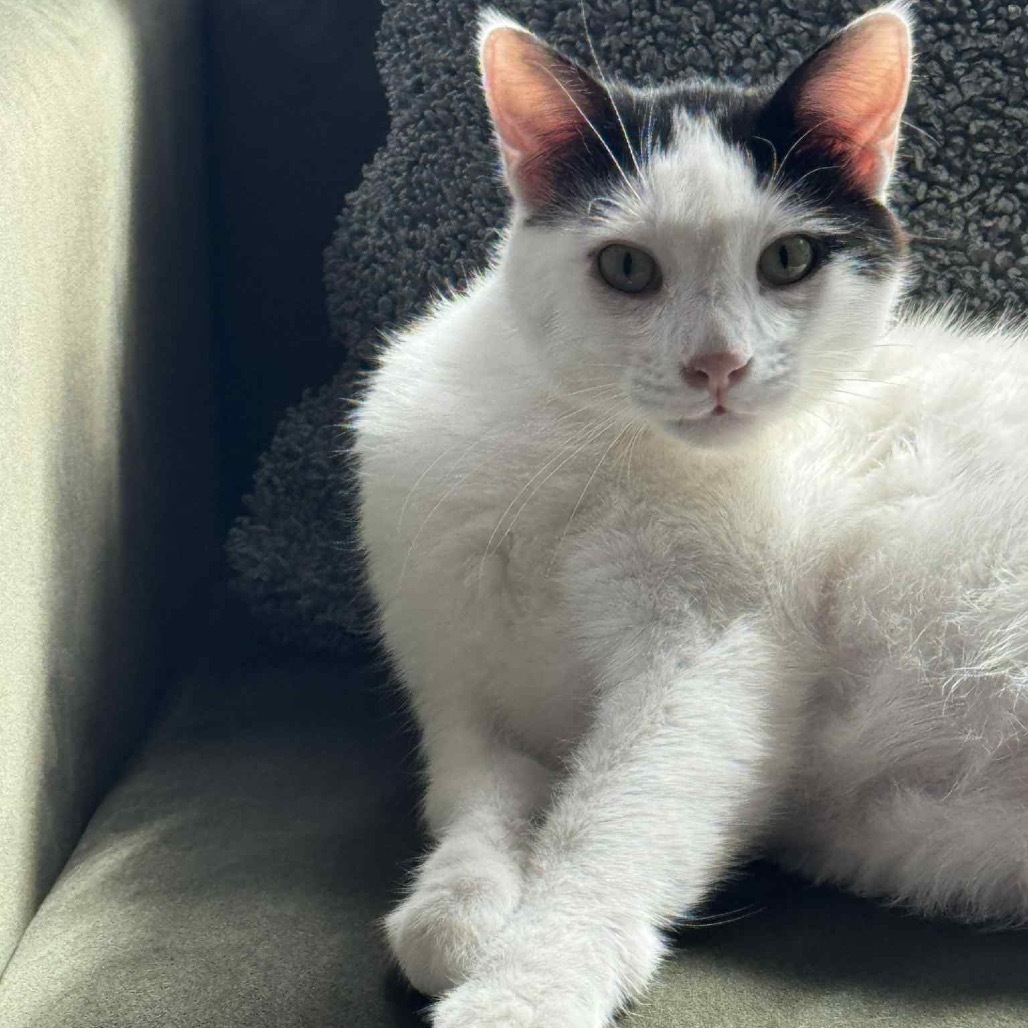 Arthur, an adoptable Domestic Short Hair in Buffalo, MN, 55313 | Photo Image 1