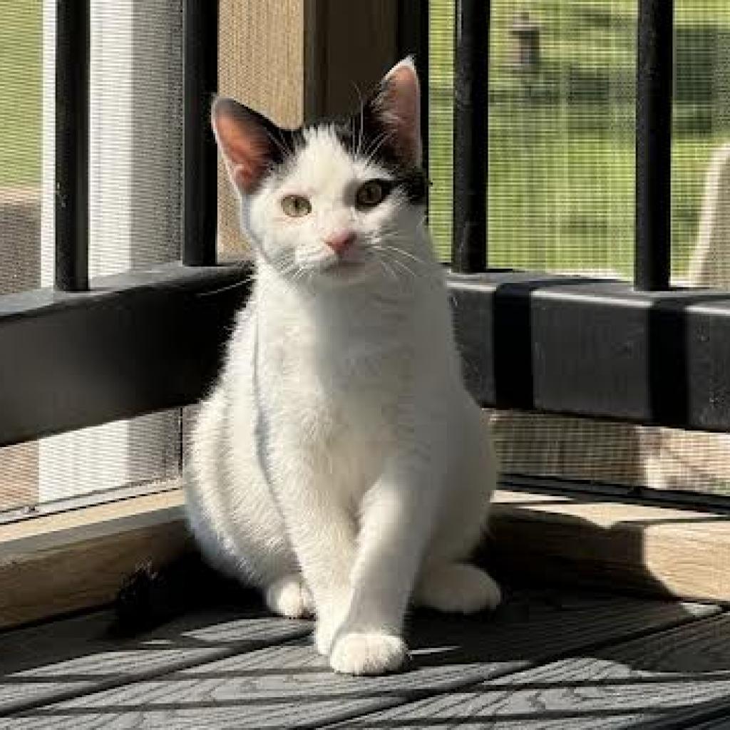 Arthur *Meet me at Eagan Petsmart*, an adoptable Domestic Short Hair in Buffalo, MN, 55313 | Photo Image 2