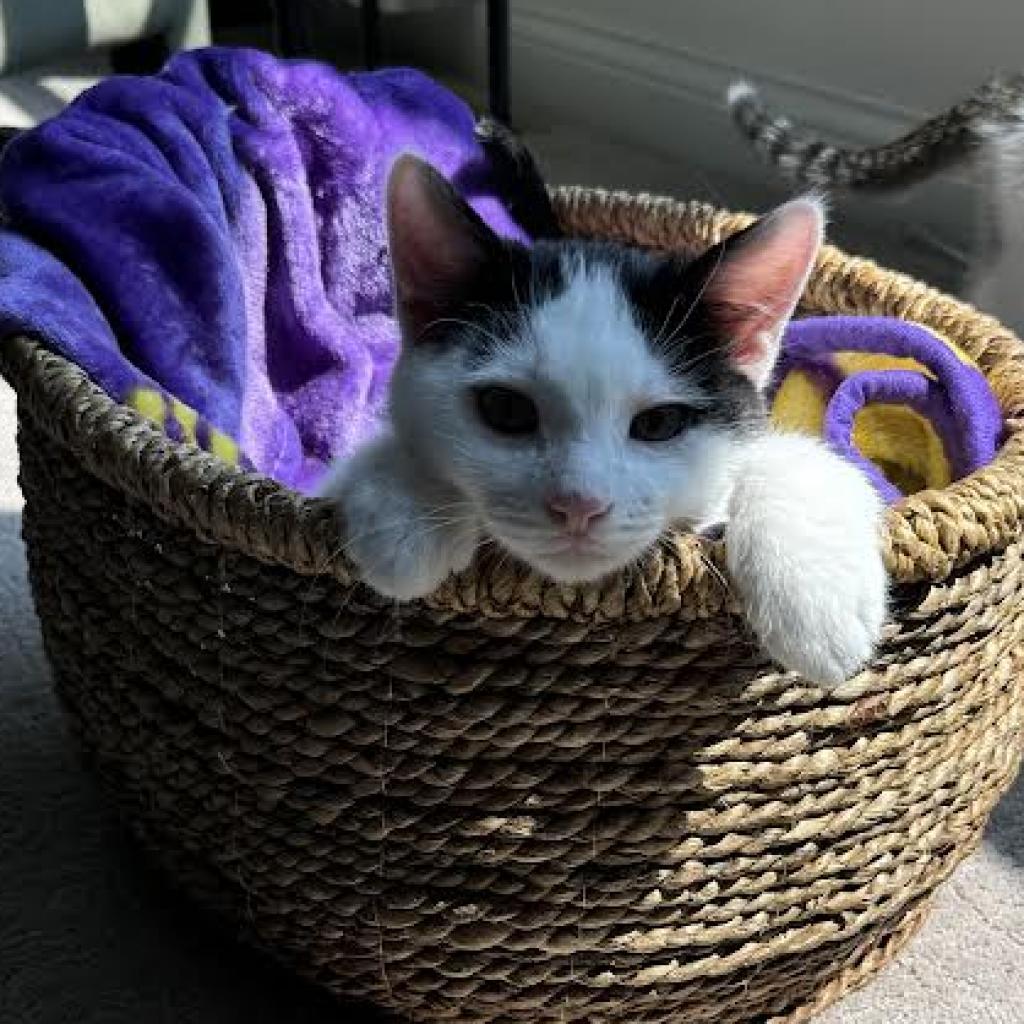 Arthur, an adoptable Domestic Short Hair in Buffalo, MN, 55313 | Photo Image 3
