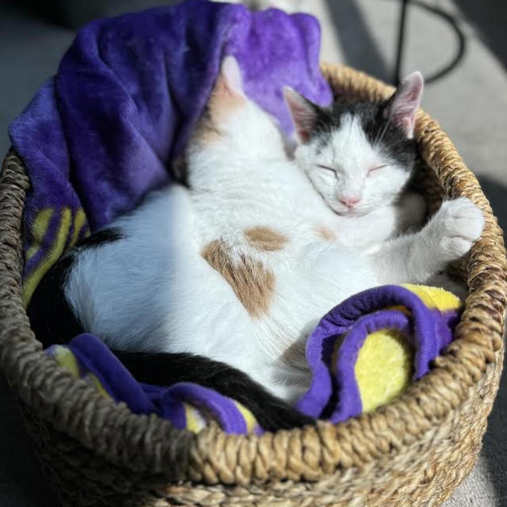 Arthur *Meet me at Eagan Petsmart*, an adoptable Domestic Short Hair in Buffalo, MN, 55313 | Photo Image 4
