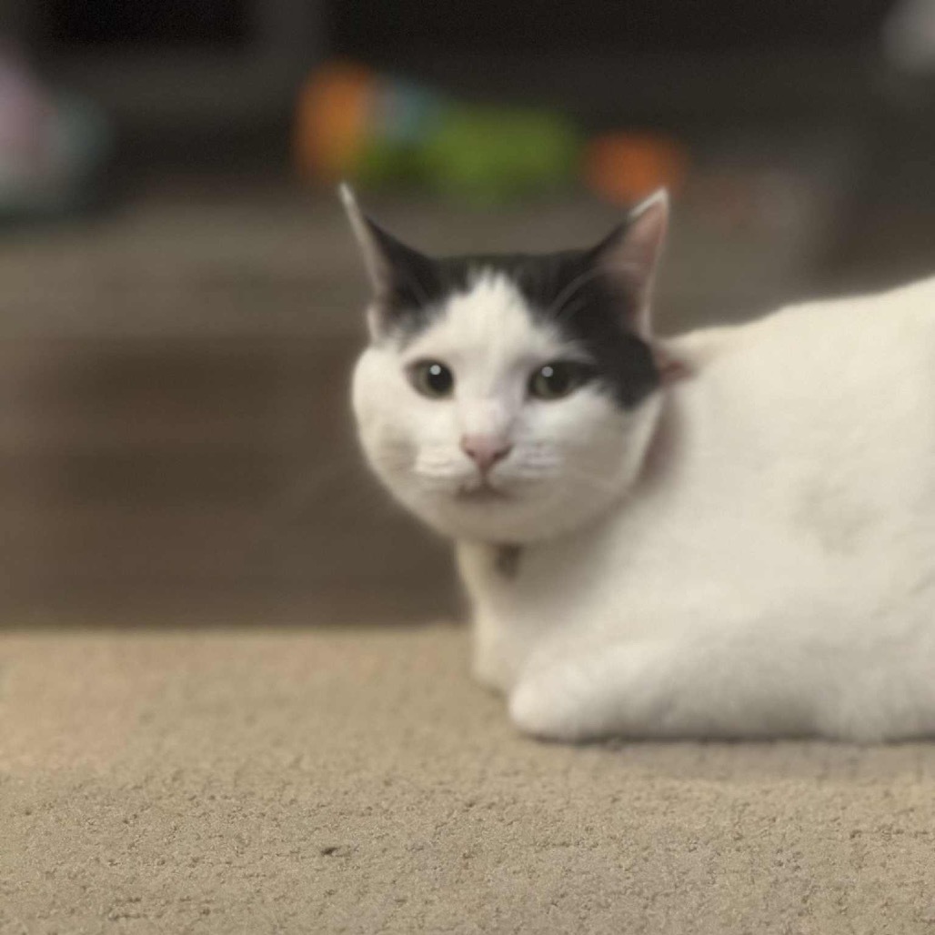 Arthur, an adoptable Domestic Short Hair in Buffalo, MN, 55313 | Photo Image 5