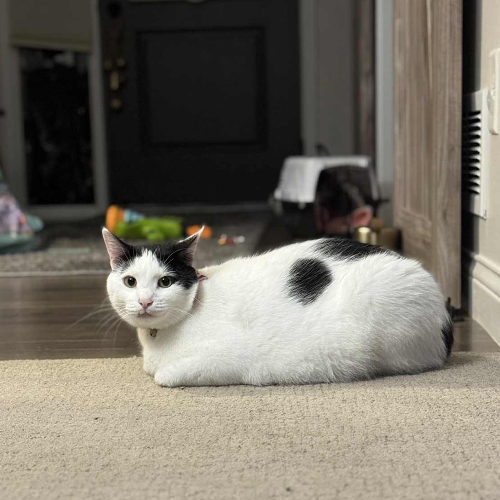 Arthur *Meet me at Eagan Petsmart*, an adoptable Domestic Short Hair in Buffalo, MN, 55313 | Photo Image 6