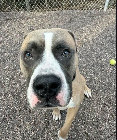 Bob, an adoptable Mixed Breed in Houghton, MI, 49931 | Photo Image 2