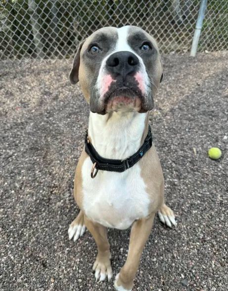 Bob, an adoptable Mixed Breed in Houghton, MI, 49931 | Photo Image 3