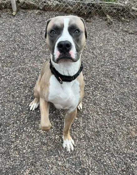 Bob, an adoptable Mixed Breed in Houghton, MI, 49931 | Photo Image 4