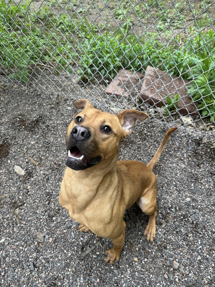 Duke, an adoptable Mixed Breed in Houghton, MI, 49931 | Photo Image 1