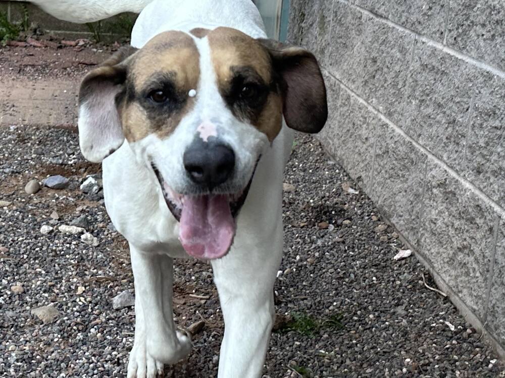 Cocolo, an adoptable Mixed Breed in Houghton, MI, 49931 | Photo Image 2