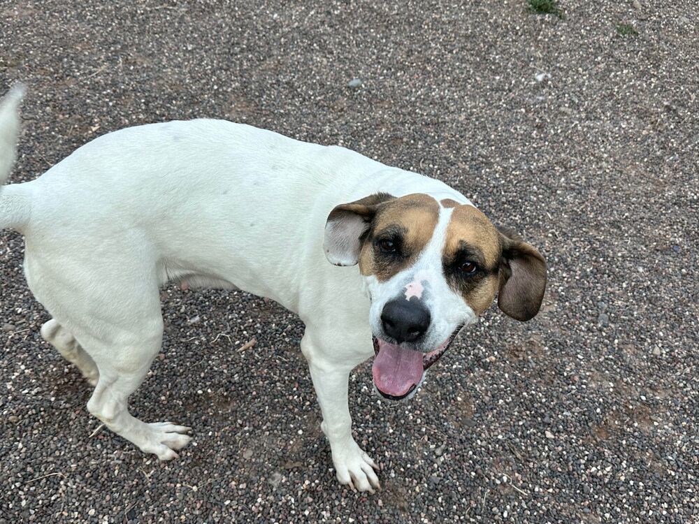 Cocolo, an adoptable Mixed Breed in Houghton, MI, 49931 | Photo Image 3