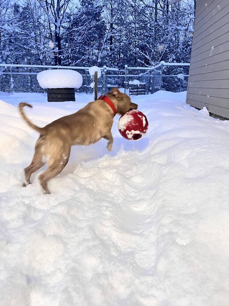 Ruger, an adoptable Mixed Breed in Houghton, MI, 49931 | Photo Image 3