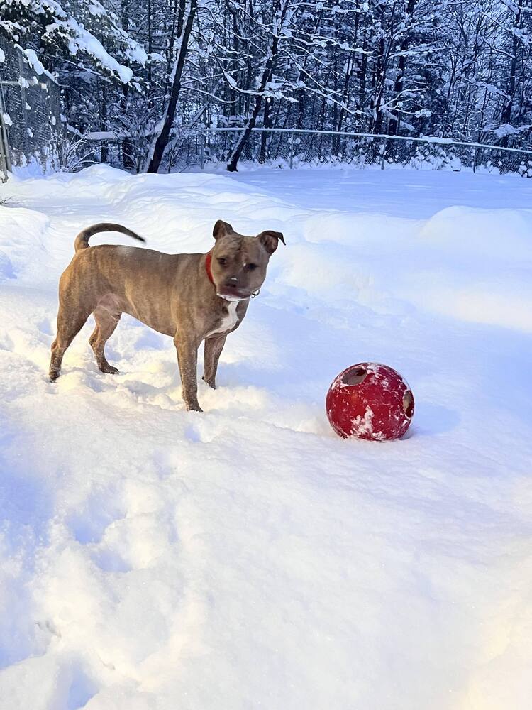 Ruger, an adoptable Mixed Breed in Houghton, MI, 49931 | Photo Image 6