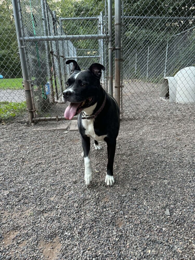 Buddy, an adoptable Mixed Breed in Houghton, MI, 49931 | Photo Image 1