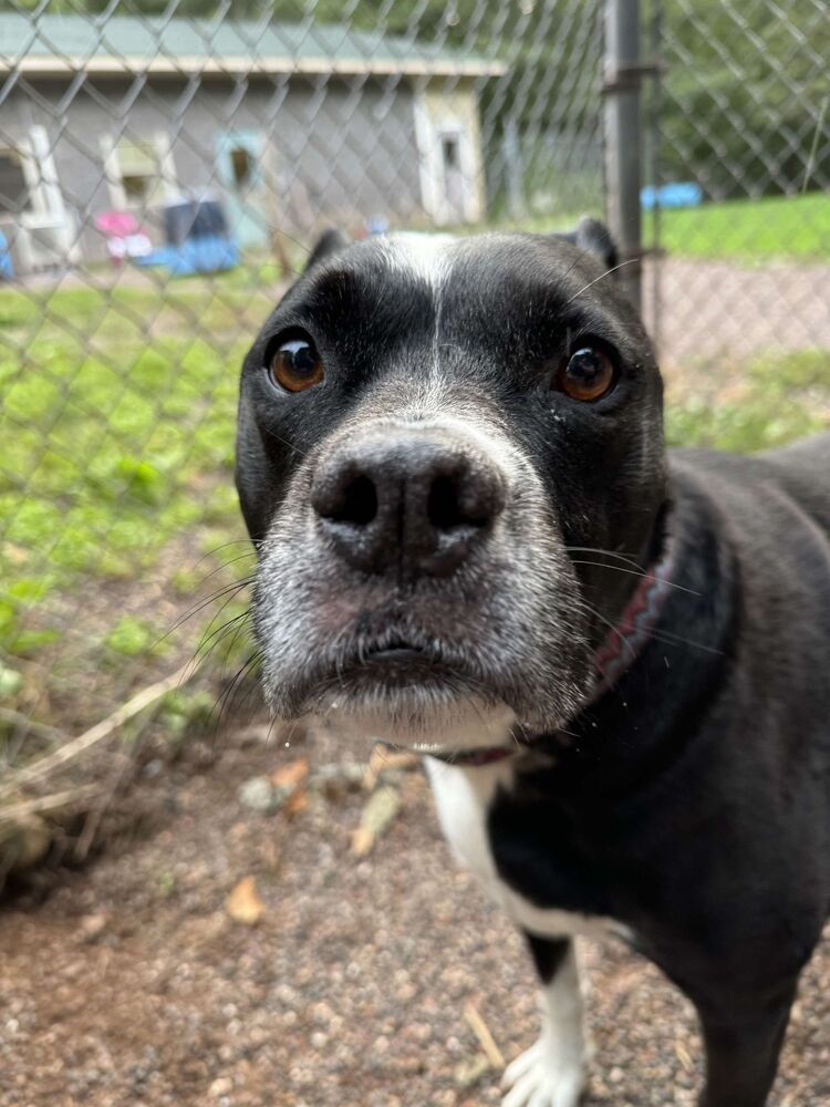 Buddy, an adoptable Mixed Breed in Houghton, MI, 49931 | Photo Image 3