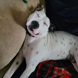 Mama P, Adult Female American Bulldog