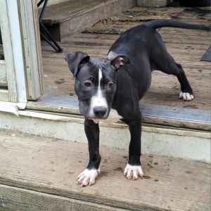 Brady, Young Male American Bulldog